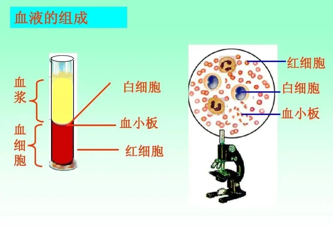 成分血的特点和使用方法(一) - 成都市血液中心